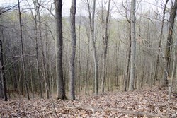Chestnut Oak Ridge Tract 18
