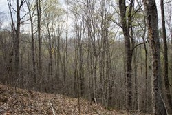 Chestnut Oak Ridge Tract 18