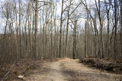 Chestnut Oak Ridge Tract 19