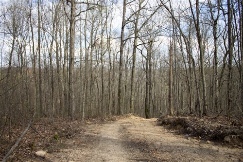 Chestnut Oak Ridge Tract 19