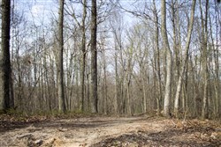 Chestnut Oak Ridge Tract 19