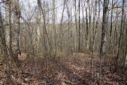 Chestnut Oak Ridge Tract 19