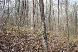 Chestnut Oak Ridge Tract 19