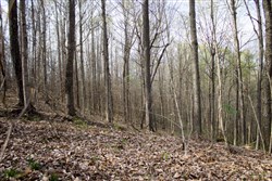 Chestnut Oak Ridge Tract 19