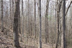 Chestnut Oak Ridge Tract 19