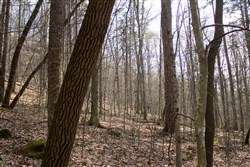 Chestnut Oak Ridge Tract 20