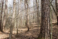 Chestnut Oak Ridge Tract 20