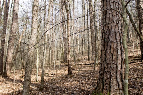 Chestnut Oak Ridge Tract 20