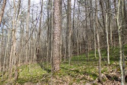 Chestnut Oak Ridge Tract 20