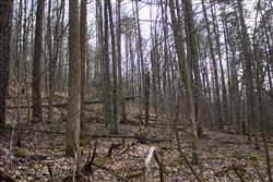 Chestnut Oak Ridge Tract 20