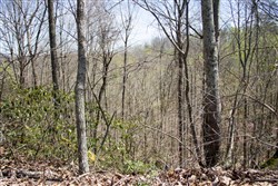 Chestnut Oak Ridge Tract 23