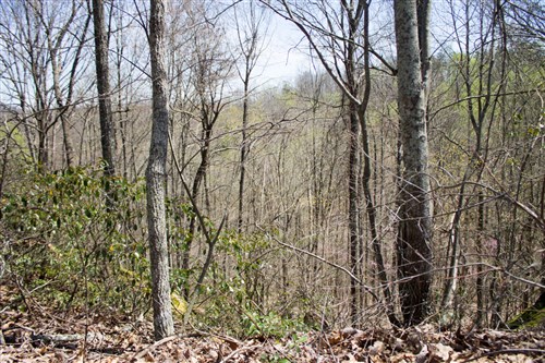 Chestnut Oak Ridge Tract 23