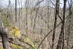 Chestnut Oak Ridge Tract 23