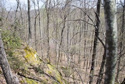 Chestnut Oak Ridge Tract 23