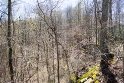 Chestnut Oak Ridge Tract 23