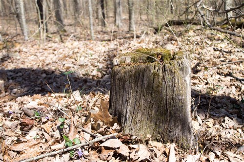 Chestnut Oak Ridge Tract 25