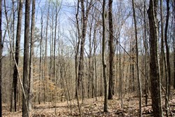 Chestnut Oak Ridge Tract 25