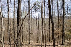 Chestnut Oak Ridge Tract 25