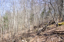 Chestnut Oak Ridge Tract 26