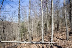 Chestnut Oak Ridge Tract 26