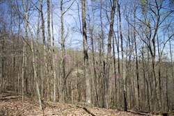 property photo for Chestnut Oak Ridge Tract 29, 8.08 acres for sale in Rockcastle County, Kentucky