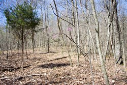 property photo for Chestnut Oak Ridge Tract 29, 8.08 acres for sale in Rockcastle County, Kentucky