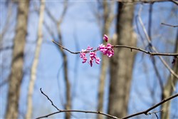 property photo for Chestnut Oak Ridge Tract 29, 8.08 acres for sale in Rockcastle County, Kentucky