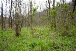Chestnut Oak Ridge Tract 9