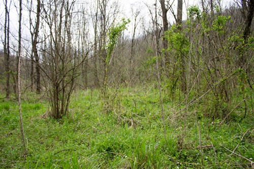 Chestnut Oak Ridge Tract 9