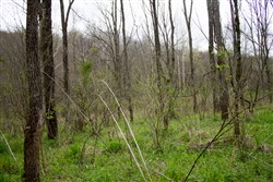 Chestnut Oak Ridge Tract 9