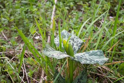 Chestnut Oak Ridge Tract 9