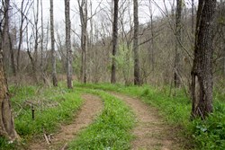 Chestnut Oak Ridge Tract 9
