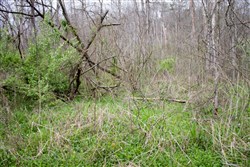 Chestnut Oak Ridge Tract 9