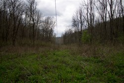 Chestnut Oak Ridge Tract 9