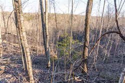 Creek Hollow Phase I Tract 22