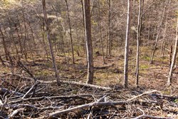 Creek Hollow Phase I Tract 34