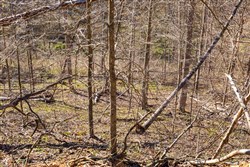 Creek Hollow Phase I Tract 34