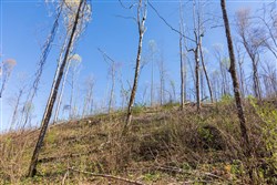 Creek Hollow Phase I Tract 38