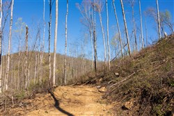 Creek Hollow Phase I Tract 38
