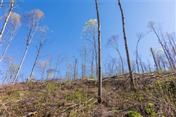Creek Hollow Phase I Tract 38