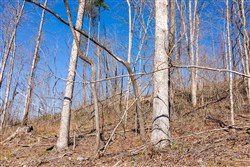 Creek Hollow Phase I Tract 39