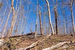 Creek Hollow Phase I Tract 39