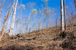 Creek Hollow Phase I Tract 39