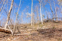 Creek Hollow Phase I Tract 40