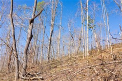 Creek Hollow Phase I Tract 40
