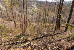 Creek Hollow Phase I Tract 41