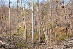 Creek Hollow Phase I Tract 44