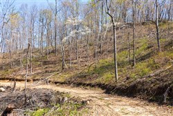 Creek Hollow Phase I Tract 44