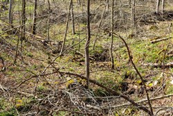 Creek Hollow Phase I Tract 44