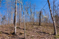 property photo for Creek Hollow Phase I Tract 53, 7.13 acres for sale in Rockcastle County, Kentucky